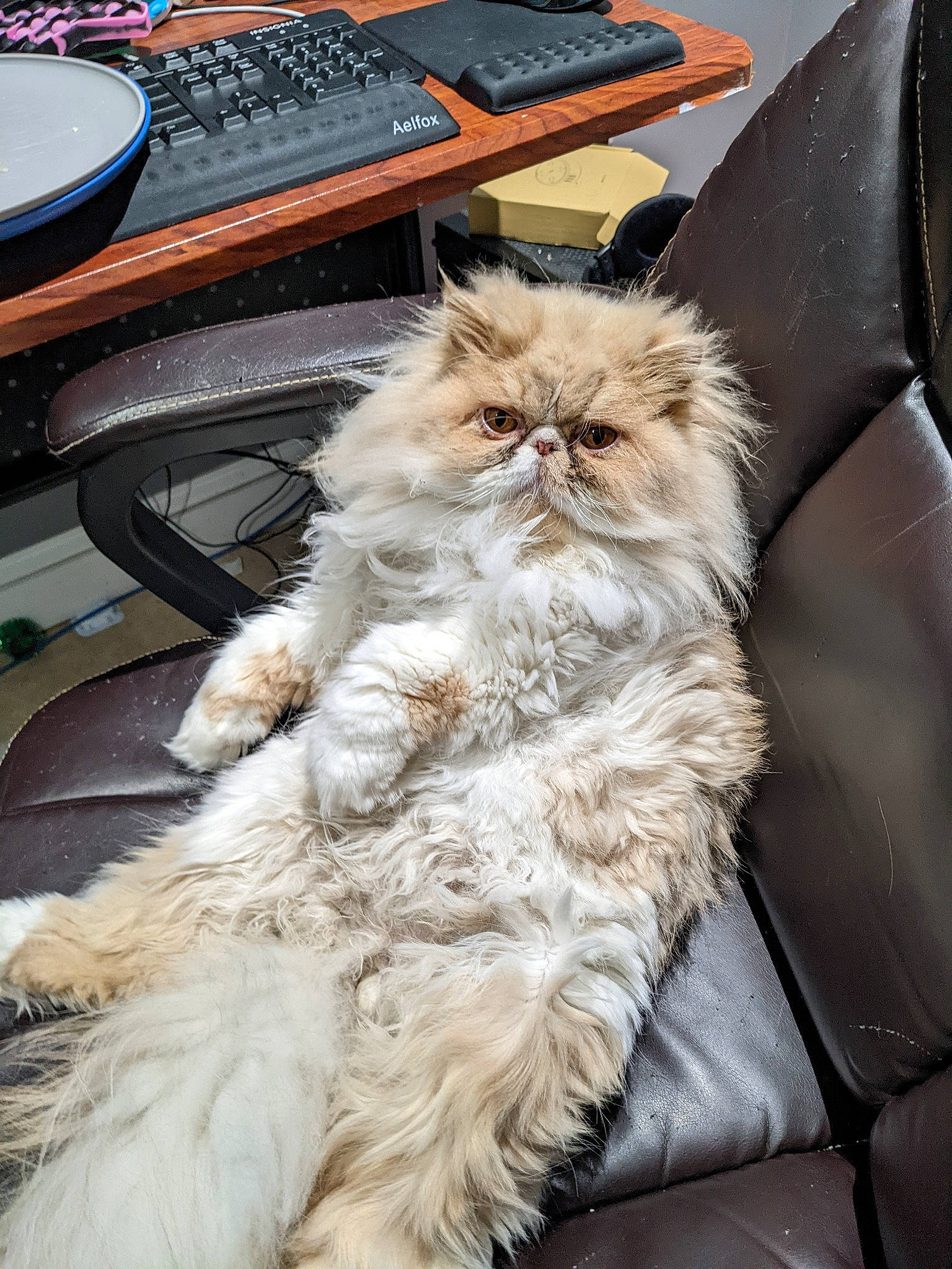 Teddy is registered to the contest to win money with this photo: bag, blue, carnivore, cat, chair, comfort, computer_keyboard, desk, fawn, felidae, fur, input_device, office_equipment, peripheral, plant, small_to_medium_sized_cats, snout, table, whiskers, wood