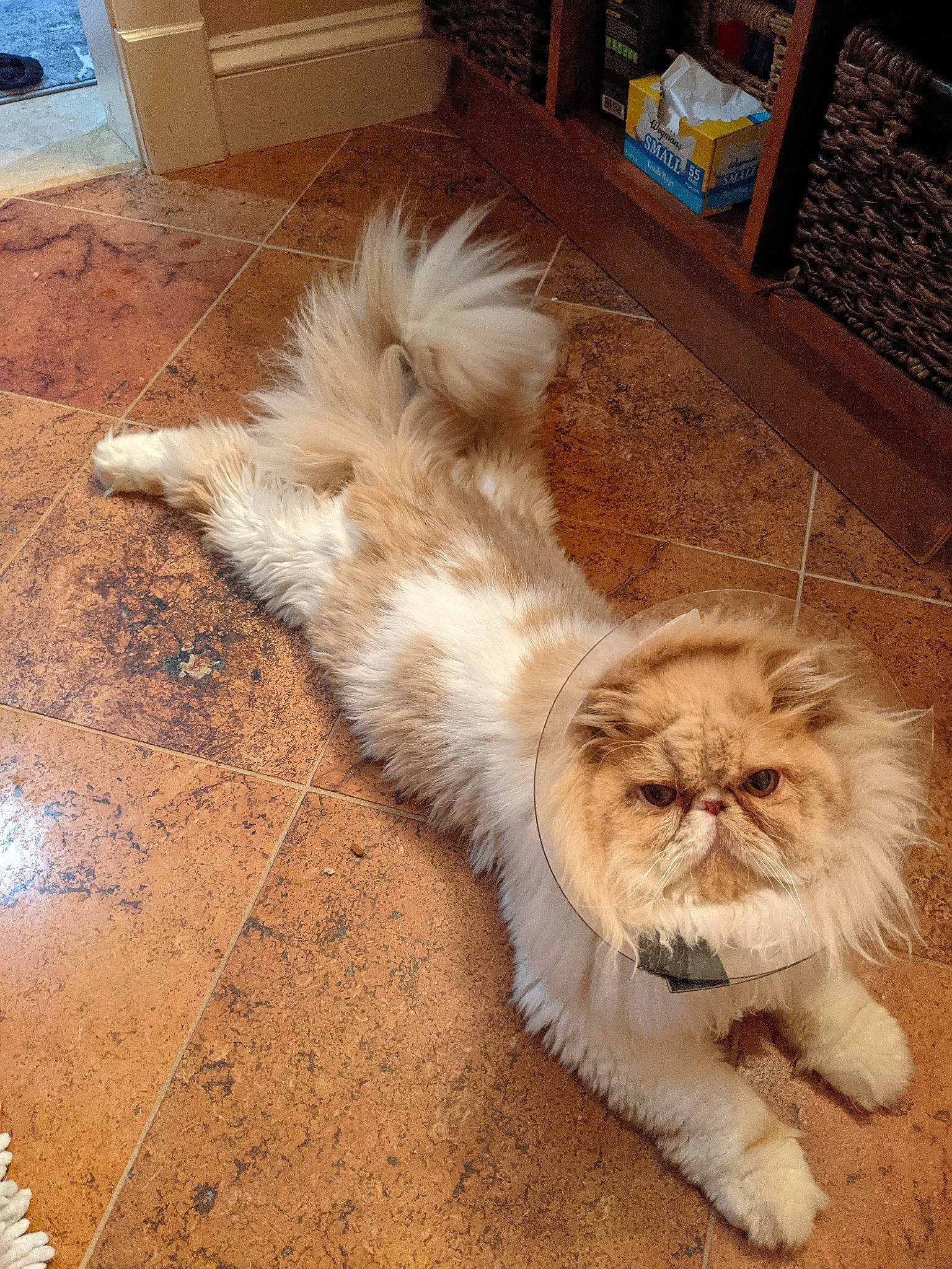 Teddy joined the competition — help win amazing prizes! carnivore, cat, companion_dog, dog_breed, eye, fawn, felidae, floor, flooring, fur, hardwood, liver, road_surface, small_to_medium_sized_cats, snout, tail, terrestrial_animal, toy_dog, whiskers, wood