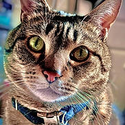 Melvin joined the competition — help win amazing prizes! cat, tabby_cat, close_up, green_eyes, whiskers, collar, pet, indoor, portrait, animal, feline, fur, curious, domestic_cat, face, ears, nose, focus, soft_background, lighting
