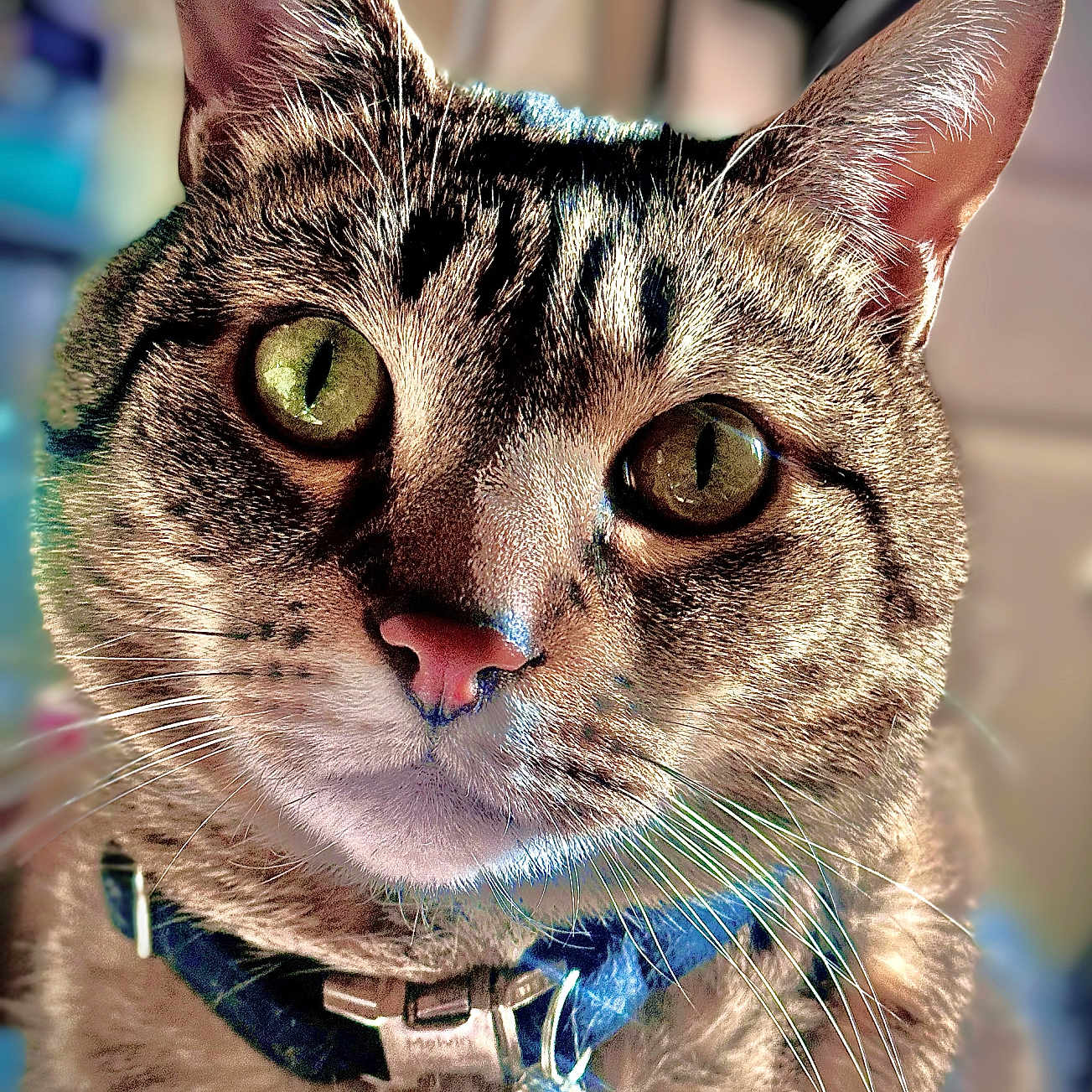 Melvin joined the competition — help win amazing prizes! cat, tabby_cat, close_up, green_eyes, whiskers, collar, pet, indoor, portrait, animal, feline, fur, curious, domestic_cat, face, ears, nose, focus, soft_background, lighting
