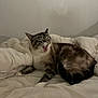 cat, tabby, yawning, pet, indoor, bed, comforter, white, feline, cozy, sleepy, resting, cute, animal, mammal, fur, paw, whiskers, relaxed, domestic
