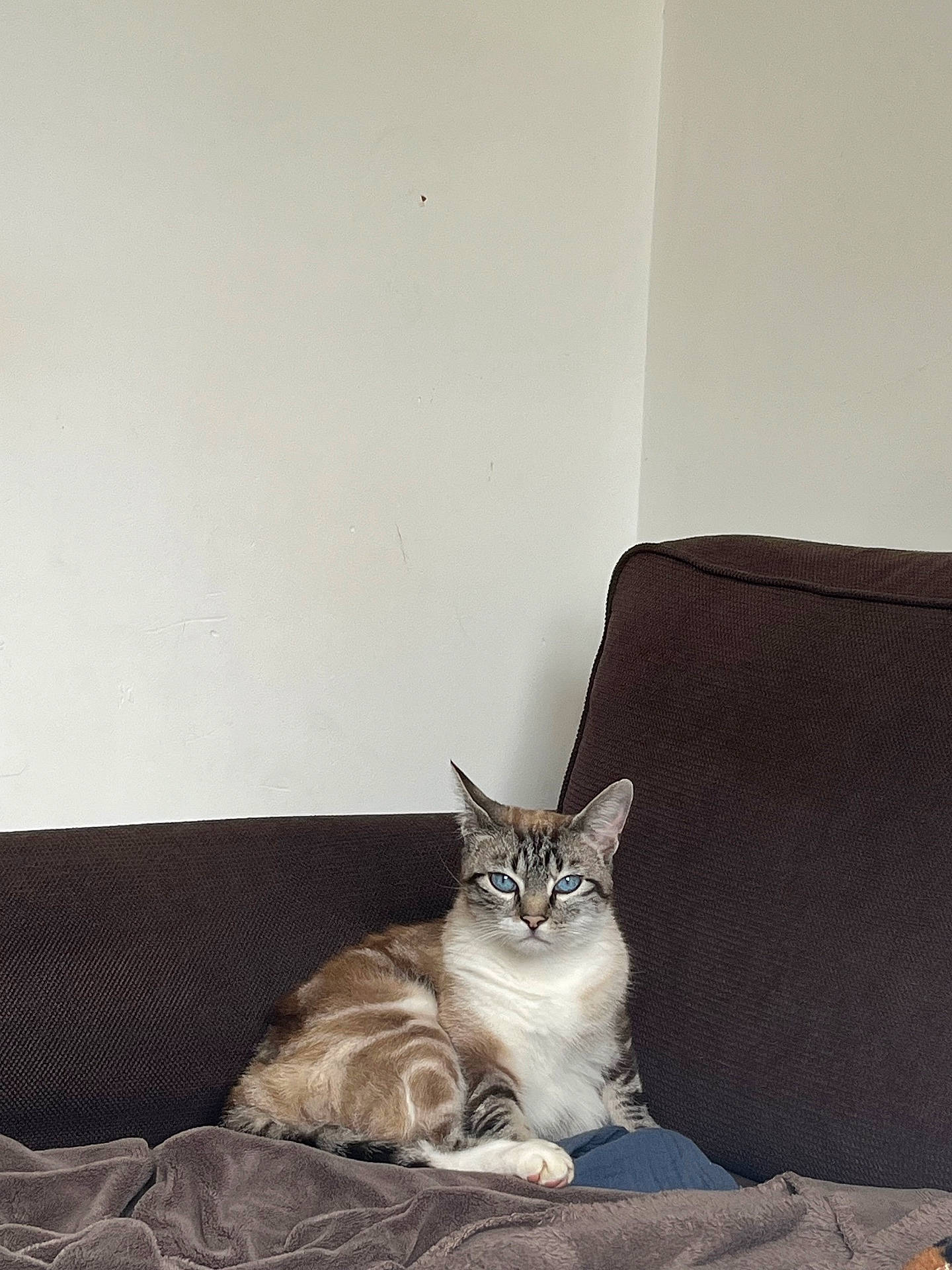 Ouzo a rejoint le concours — aidez-le/la à gagner de superbes lots ! animal, blanket, blue_eyes, cat, couch, cozy, domestic_animal, feline, fur, home, indoor, looking, mammal, paw, pet, relaxed, resting, sitting, striped, whiskers