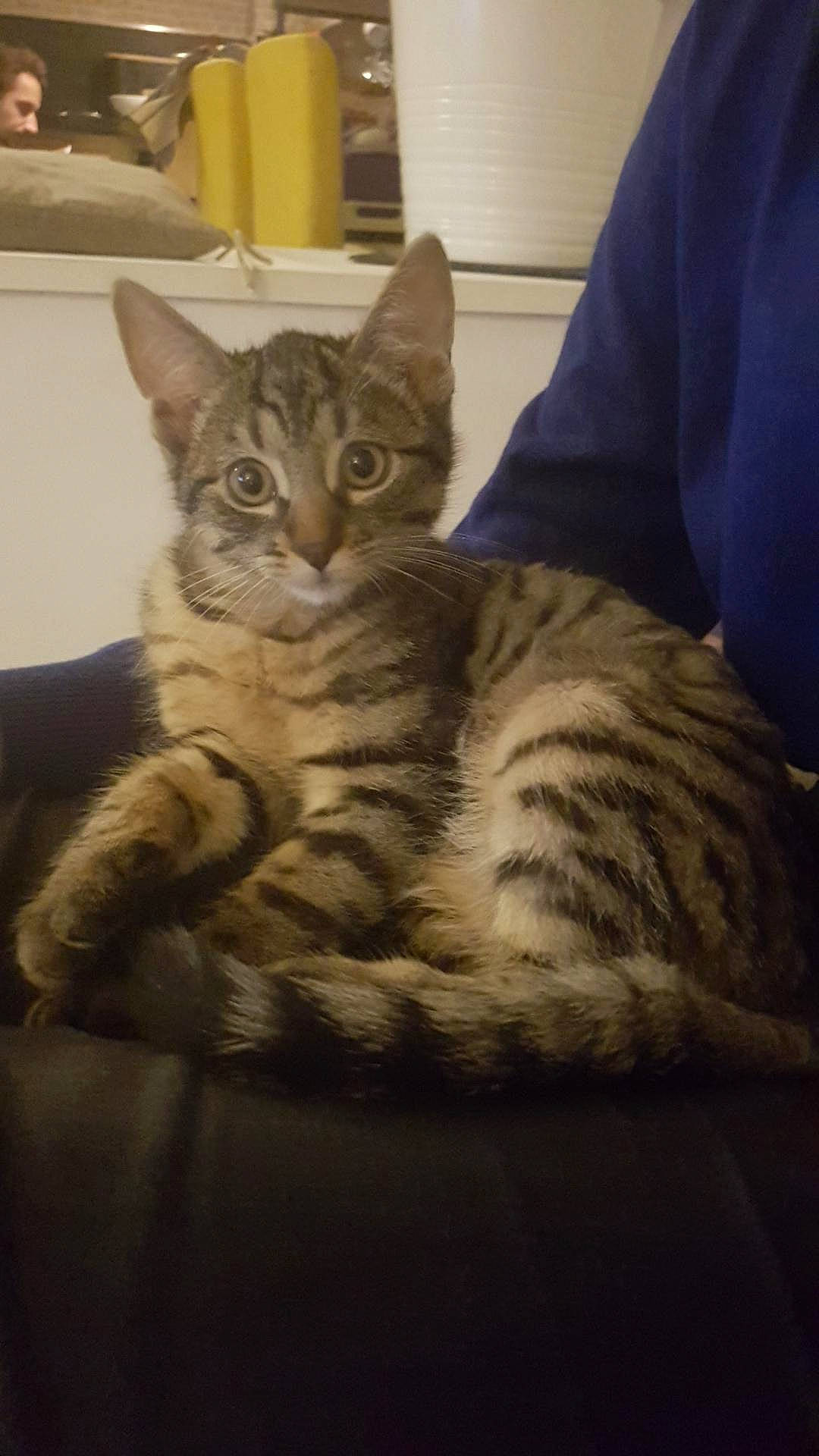 Mouf a rejoint le concours — aidez-le/la à gagner de superbes lots ! american_shorthair, american_wirehair, asian, australian_mist, bengal, california_spangled, cat, cat_like_mammal, domestic_short_haired_cat, dragon_li, european_shorthair, fur, german_rex, kitten, ocicat, person, pixie_bob, small_to_medium_sized_cats, tabby_cat, toyger