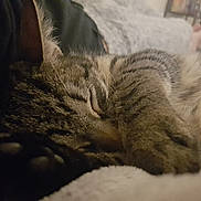 Mouf participe au concours pour gagner de l'argent avec cette photo : carnivore, cat, claw, domestic_short_haired_cat, dragon_li, ear, european_shorthair, felidae, fur, kitten, nap, paw, sleep, small_to_medium_sized_cats, snout, tabby_cat, tail, textile, whiskers