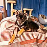 dog, indoor, couch, blanket, striped, cat, cat_tree, blue_curtain, pet, animal, relaxed, furniture, living_room, cozy, resting, domestic, companion, household, cute, fur