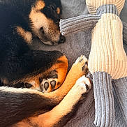 Haku participe au concours pour gagner de l'argent avec cette photo : dog, sleeping, black_and_tan, curled_up, paws, stuffed_animal, knitted_toy, blanket, cozy, resting, indoor, pet, cute, companion, soft_texture, animal, relaxation, fur, cute_pet, nap