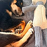 dog, sleeping, black_and_tan, curled_up, paws, stuffed_animal, knitted_toy, blanket, cozy, resting, indoor, pet, cute, companion, soft_texture, animal, relaxation, fur, cute_pet, nap