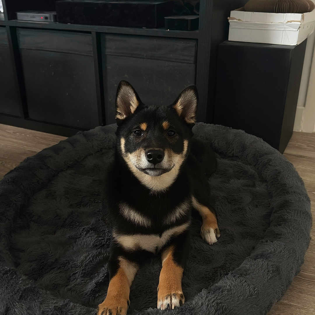Haku