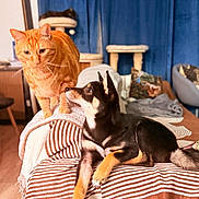 Haku a rejoint le concours — aidez-le/la à gagner de superbes lots ! alert, animal, black_dog, blue_curtains, cat, companion, couch, cozy, curious, dog, domestic, furniture, home_interior, indoor, orange_tabby, pet_furniture, pet_interaction, resting, striped_blanket, wooden_floor
