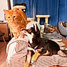 cat, dog, orange_tabby, black_dog, striped_blanket, couch, indoor, pet_furniture, blue_curtains, wooden_floor, alert, curious, furniture, home_interior, cozy, pet_interaction, animal, domestic, companion, resting