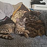 Cachou a rejoint le concours — aidez-le/la à gagner de superbes lots ! american_shorthair, bengal, california_spangled, carnivoran, cat, cat_like_mammal, domestic_short_haired_cat, dragon_li, european_shorthair, fur, kitten, mammal, ocicat, pixie_bob, small_to_medium_sized_cats, tabby_cat, toyger, whiskers
