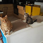 Gaufre participe au concours pour gagner de l'argent avec cette photo : carnivoran, cat, cat_like_mammal, chair, flooring, furniture, kitten, mammal, room, small_to_medium_sized_cats, table, whiskers