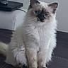 Nougatine a rejoint le concours — aidez-le/la à gagner de superbes lots ! asian_semi_longhair, balinese, birman, british_semi_longhair, carnivoran, cat, cat_like_mammal, domestic_long_haired_cat, himalayan, kitten, mammal, napoleon_cat, ragamuffin, ragdoll, siamese, siberian, small_to_medium_sized_cats, snout, vertebrate, whiskers