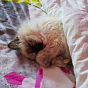 Nougatine participe au concours pour gagner de l'argent avec cette photo : carnivoran, cat, cat_like_mammal, dog_breed_group, fur, kitten, nap, paw, pink, skin, small_to_medium_sized_cats, snout, whiskers