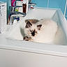 Nougatine a rejoint le concours — aidez-le/la à gagner de superbes lots ! bathtub, birman, carnivoran, cat, cat_like_mammal, floor, flooring, kitten, plumbing_fixture, ragdoll, sink, small_to_medium_sized_cats, whiskers