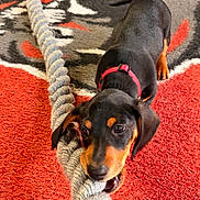 Marcel a rejoint le concours — aidez-le/la à gagner de superbes lots ! dog, puppy, rope, carpet, red_carpet, black_and_tan, collar, chewing, playing, pet, indoor, close_up, canine, young_dog, toy, tug_of_war, fur, floor, looking_up, cute