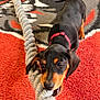dog, puppy, rope, carpet, red_carpet, black_and_tan, collar, chewing, playing, pet, indoor, close_up, canine, young_dog, toy, tug_of_war, fur, floor, looking_up, cute