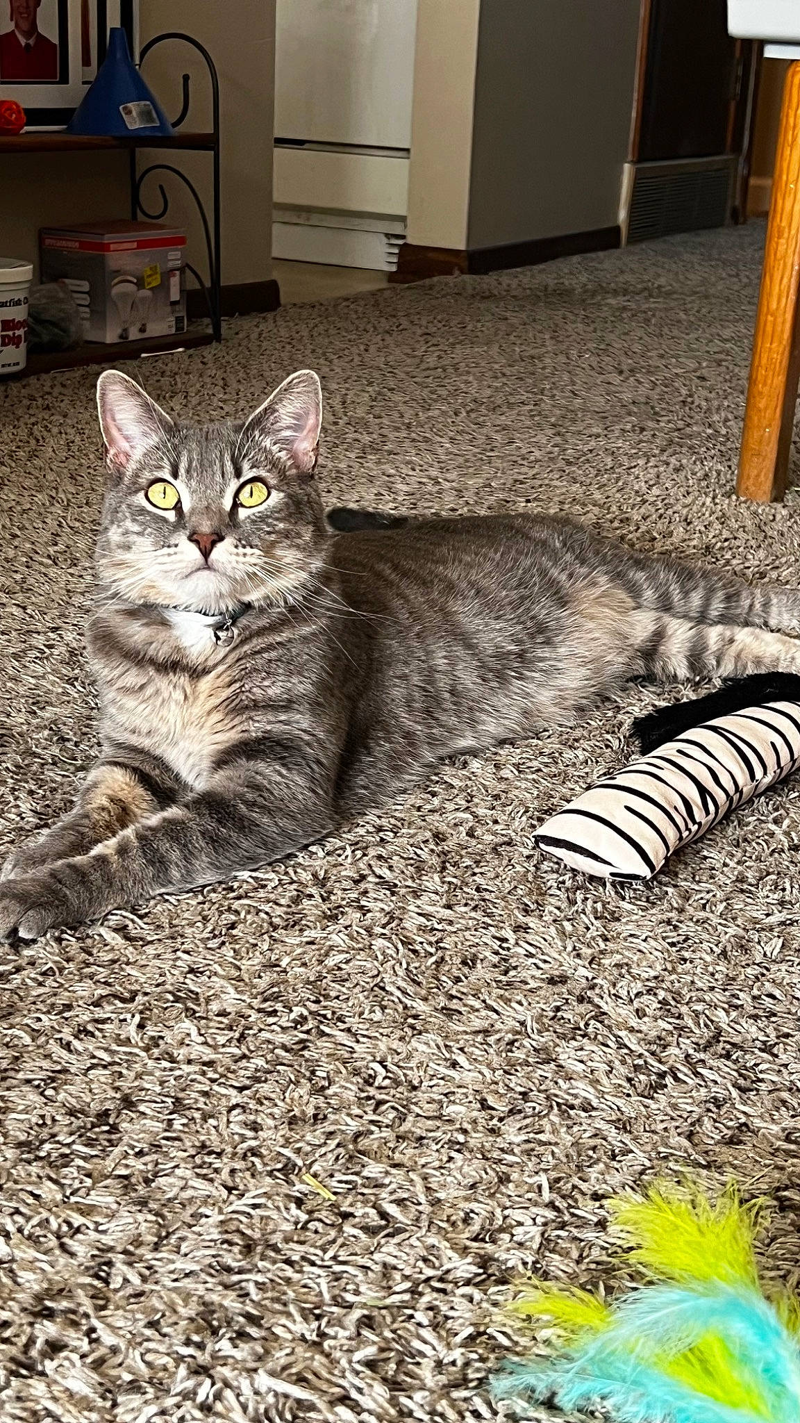 Vida joined the competition — help win amazing prizes! automotive_tire, cabinetry, carnivore, cat, comfort, domestic_short_haired_cat, door, felidae, floor, flooring, foot, fur, grey, hardwood, human_leg, small_to_medium_sized_cats, snout, tail, whiskers, wood