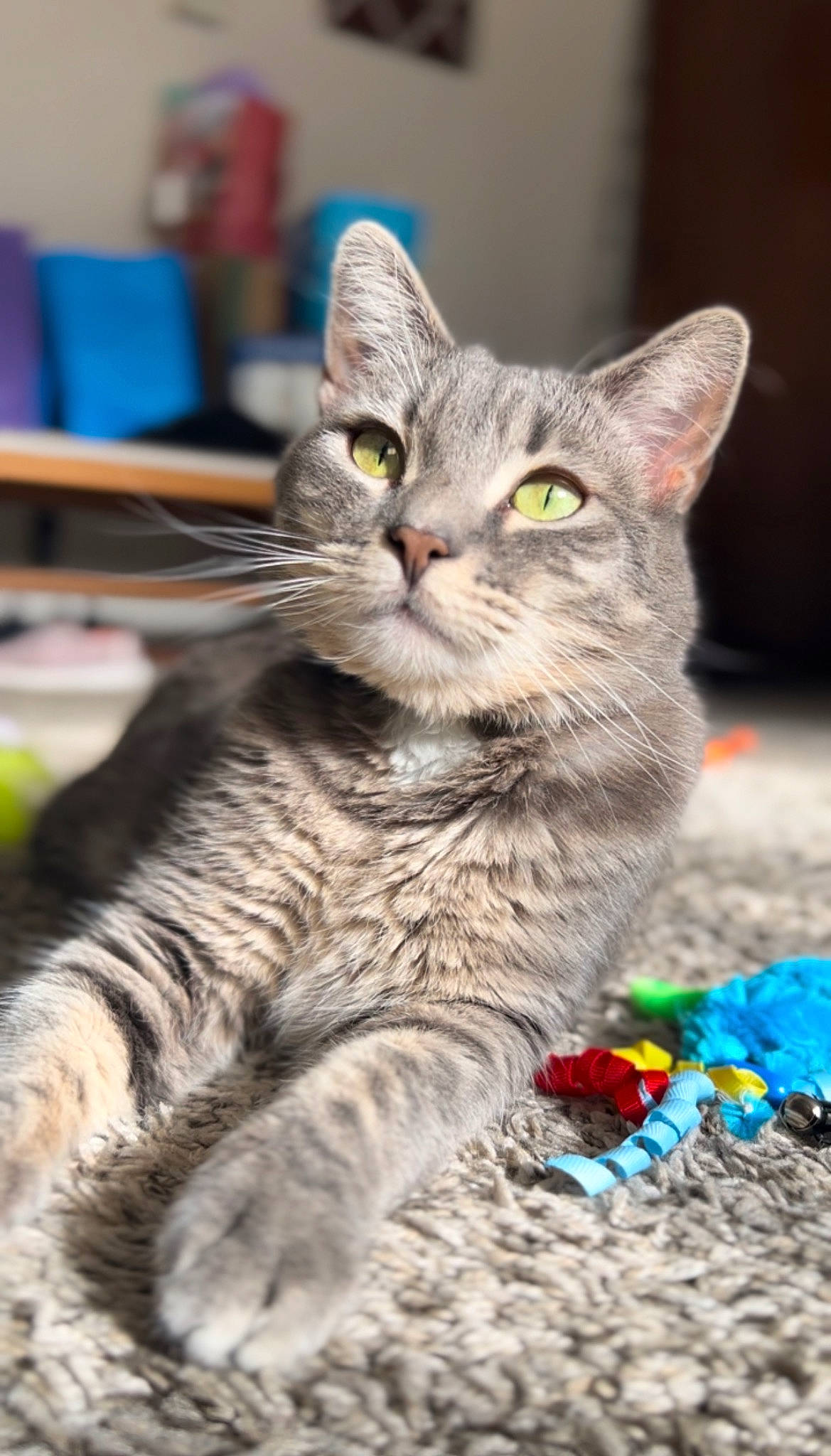 Vida is registered to the contest to win money with this photo: carnivore, cat, claw, domestic_short_haired_cat, event, felidae, fur, paw, photo_caption, plant, small_to_medium_sized_cats, snout, tail, terrestrial_animal, whiskers, wildlife