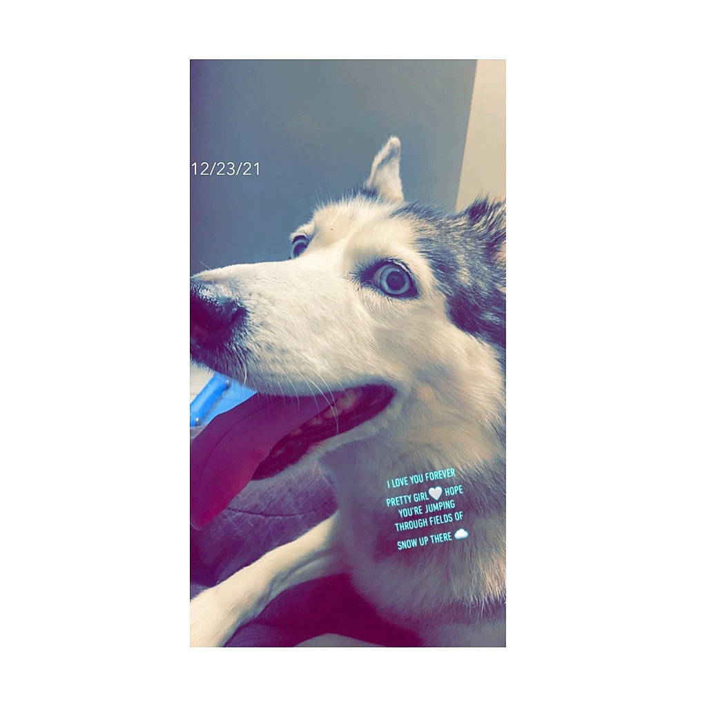 Tango is registered to the contest to win money with this photo: art, canidae, carnivore, companion_dog, dog, dog_breed, electric_blue, electronic_device, font, happy, mammal, metal, photo_caption, rectangle, snout, sporting_group, square, technology, vertebrate, working_animal