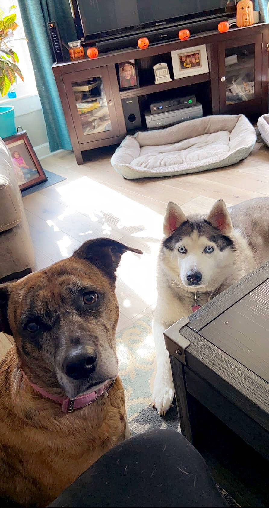 Tango is registered to the contest to win money with this photo: canidae, carnivore, companion_dog, dog, dog_breed, dog_supply, fawn, floor, flooring, fur, houseplant, plant, sled_dog, snout, sporting_group, table, vertebrate, whiskers, wood, working_animal