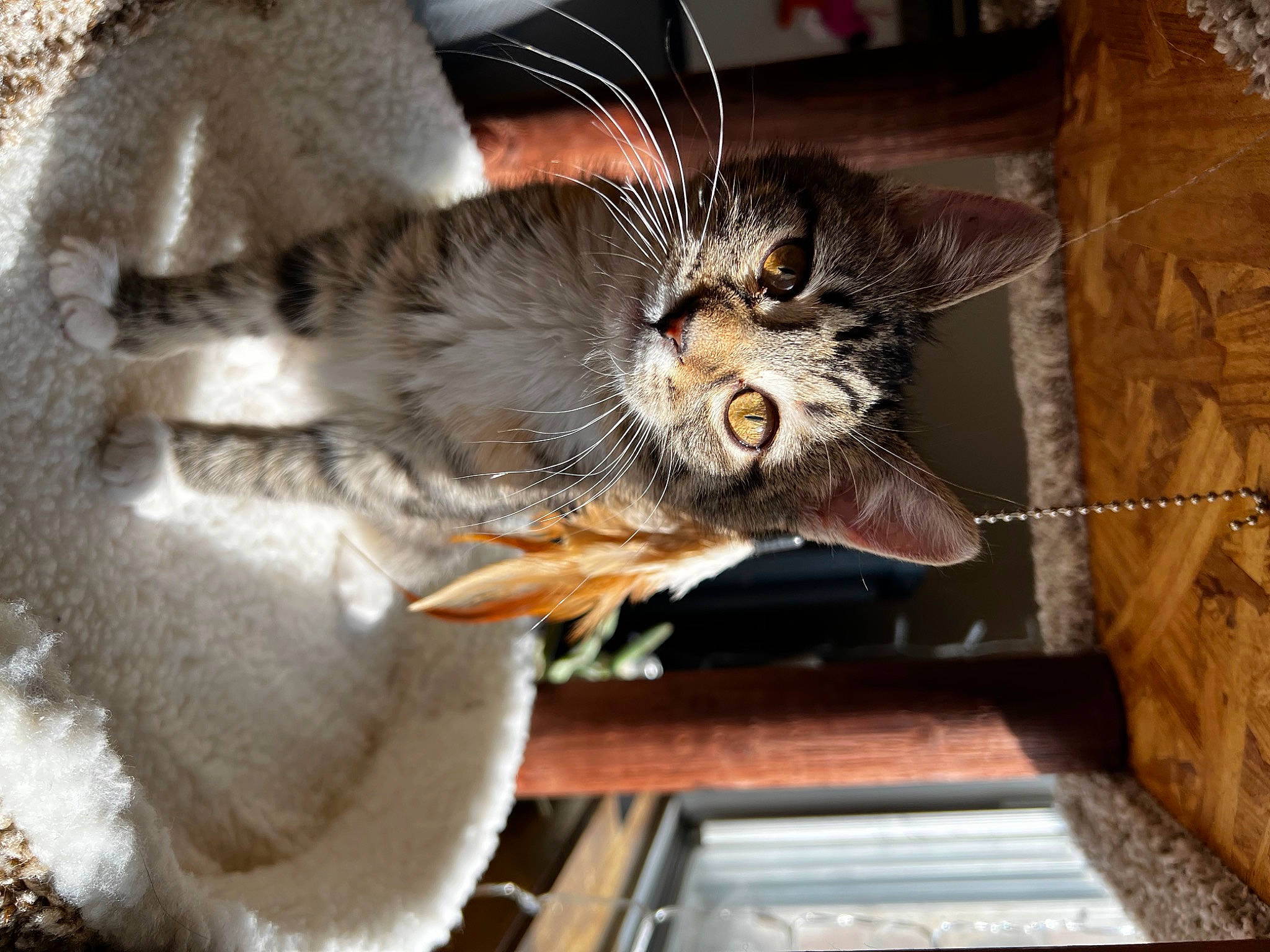 Cora joined the competition — help win amazing prizes! canidae, carnivore, cat, cat_supply, claw, domestic_short_haired_cat, fawn, felidae, fur, paw, plant, small_to_medium_sized_cats, snout, tail, whiskers, window, wood