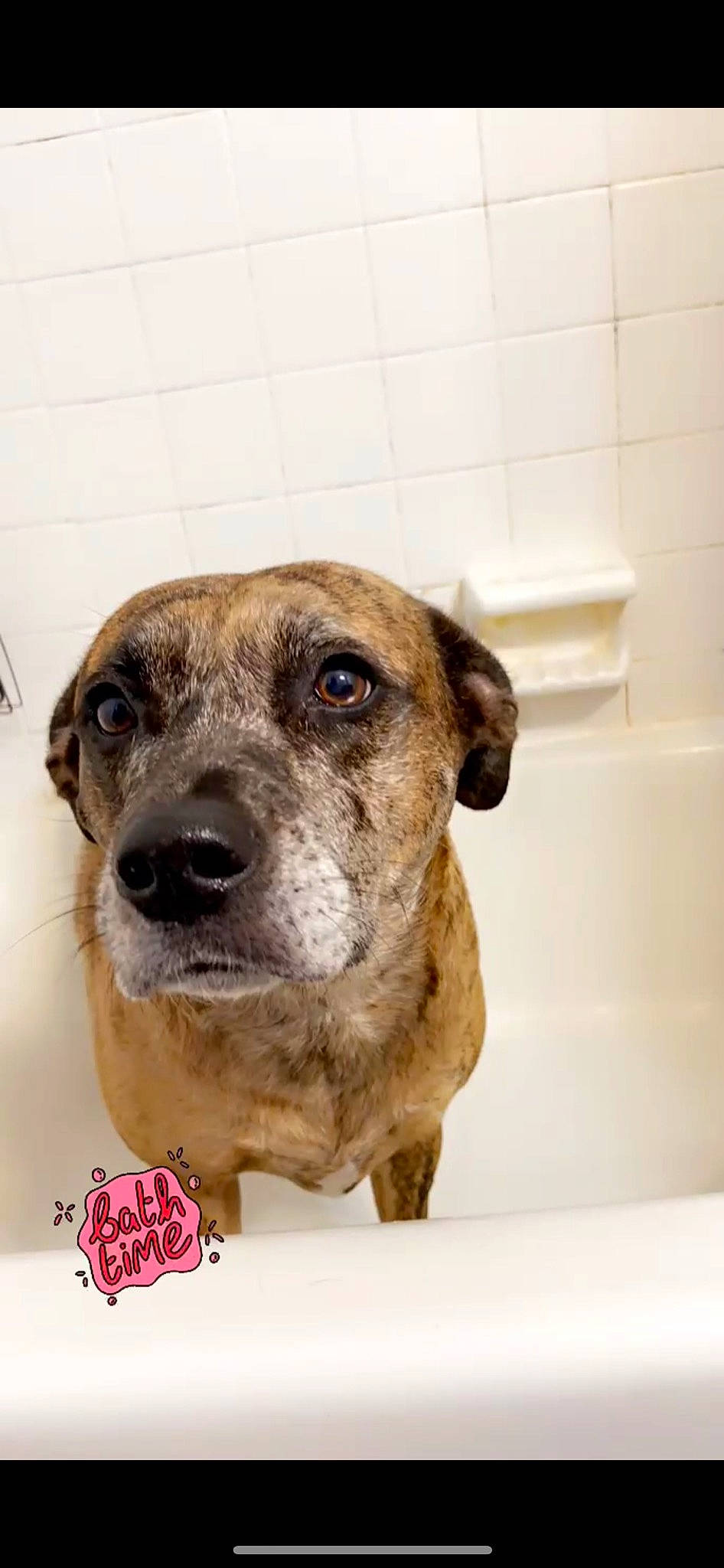 Shelbie is registered to the contest to win money with this photo: ancient_dog_breeds, bathroom, bathtub, carnivore, collar, companion_dog, dog, dog_breed, dog_collar, fawn, fur, liver, non_sporting_group, pet_supply, plumbing, snout, terrestrial_animal, whiskers, working_animal, working_dog