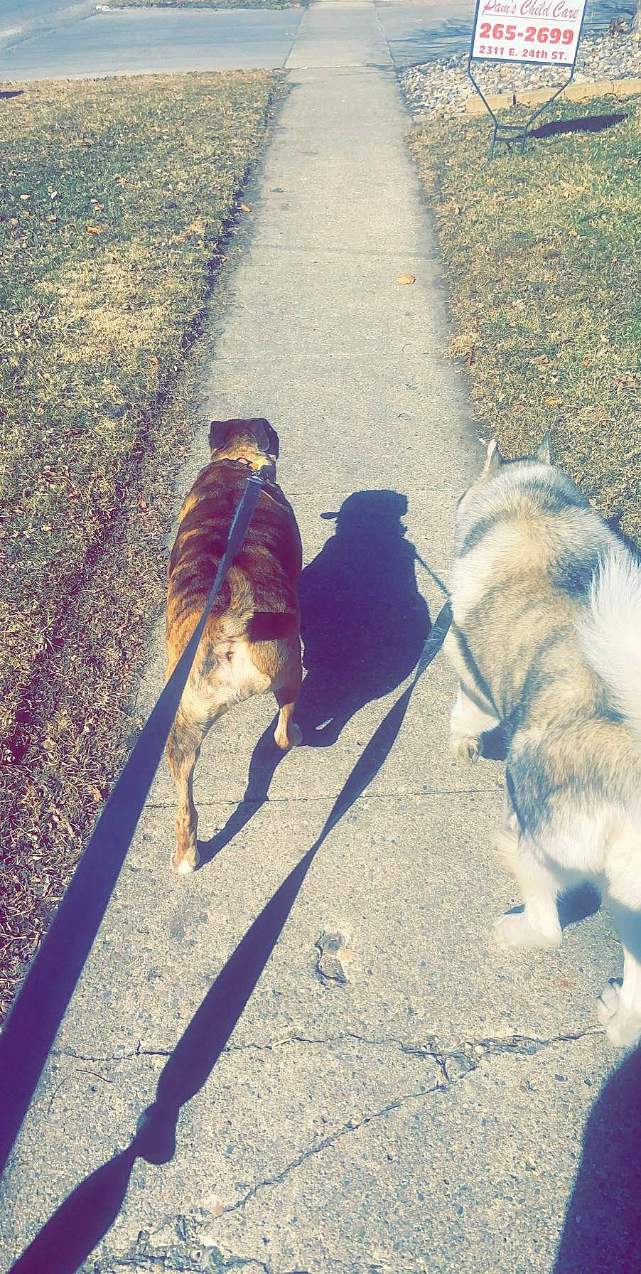 Shelbie is registered to the contest to win money with this photo: asphalt, carnivore, companion_dog, dog, dog_breed, fawn, grass, leash, people_in_nature, pet_supply, road, road_surface, sidewalk, snout, sunglasses, sunlight, tail, tints_and_shades, tree, working_animal