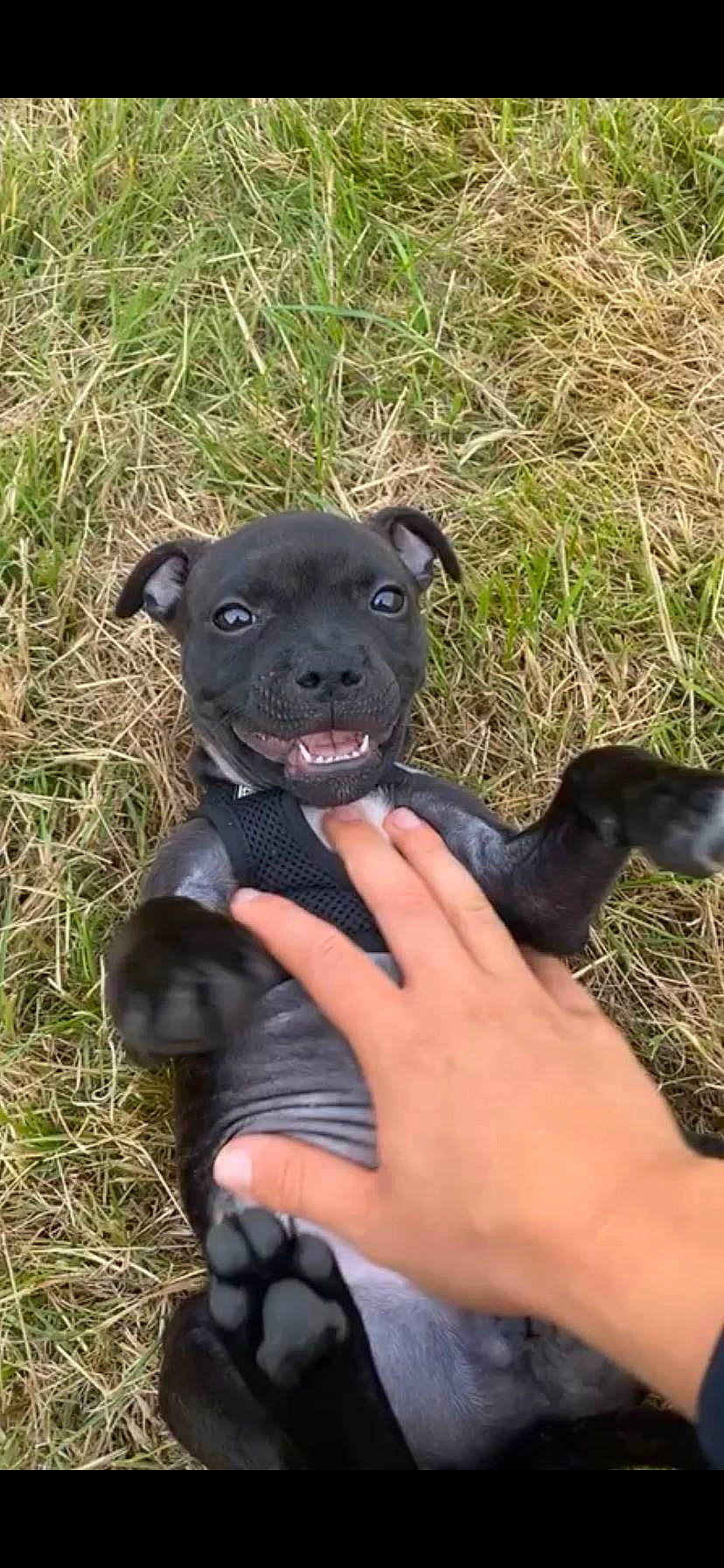 Piña participe au concours pour gagner de l'argent avec cette photo : american_pit_bull_terrier, canidae, carnivore, dog, dog_breed, fawn, mammal, non_sporting_group, patterdale_terrier, puppy, rare_breed_dog, snout, sporting_group, staffordshire_bull_terrier, terrier, vertebrate