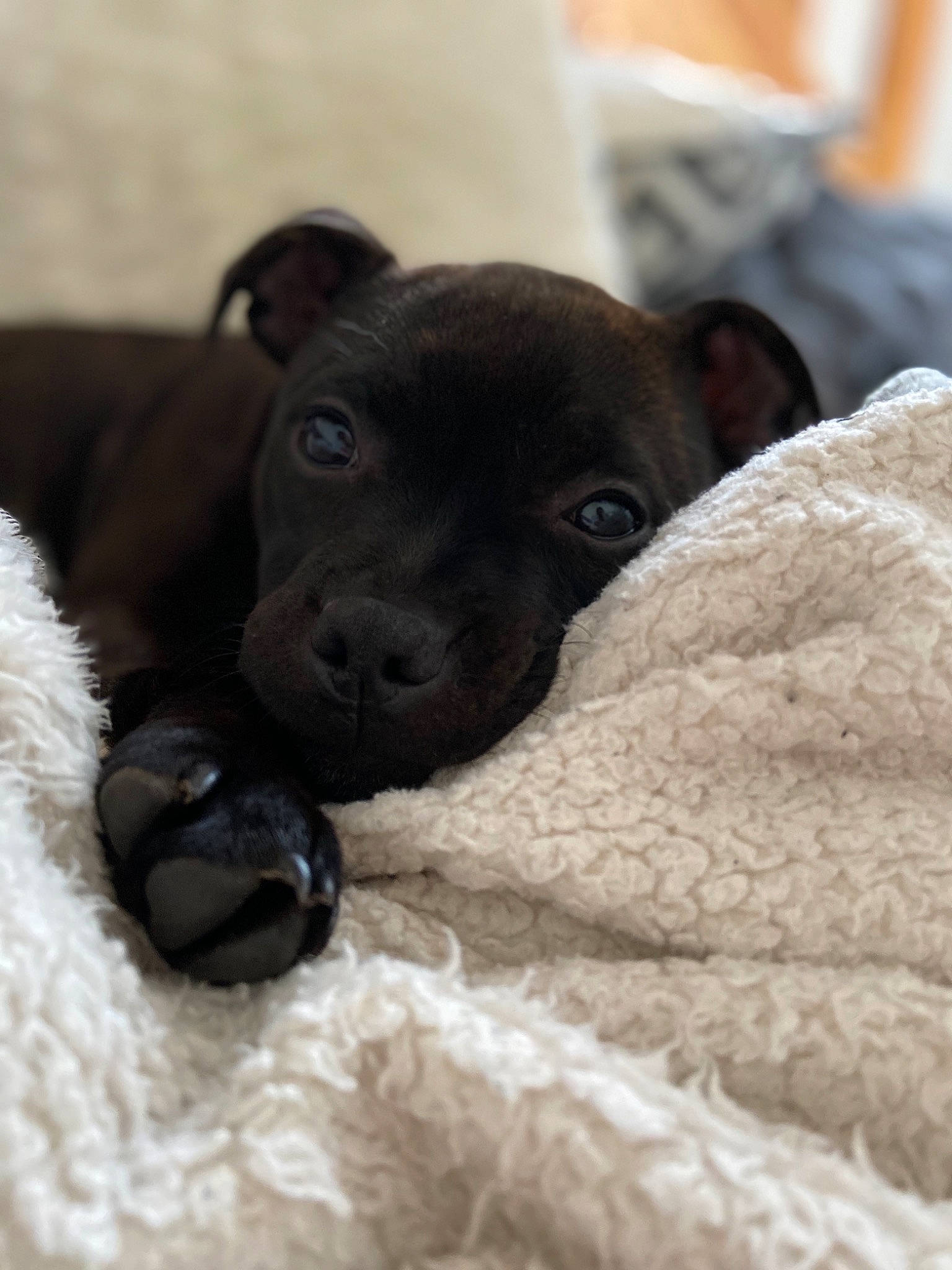 Piña participe au concours pour gagner de l'argent avec cette photo : american_pit_bull_terrier, canidae, carnivore, companion_dog, dog, dog_breed, fawn, mammal, non_sporting_group, patterdale_terrier, puppy, rare_breed_dog, snout, sporting_group, staffordshire_bull_terrier
