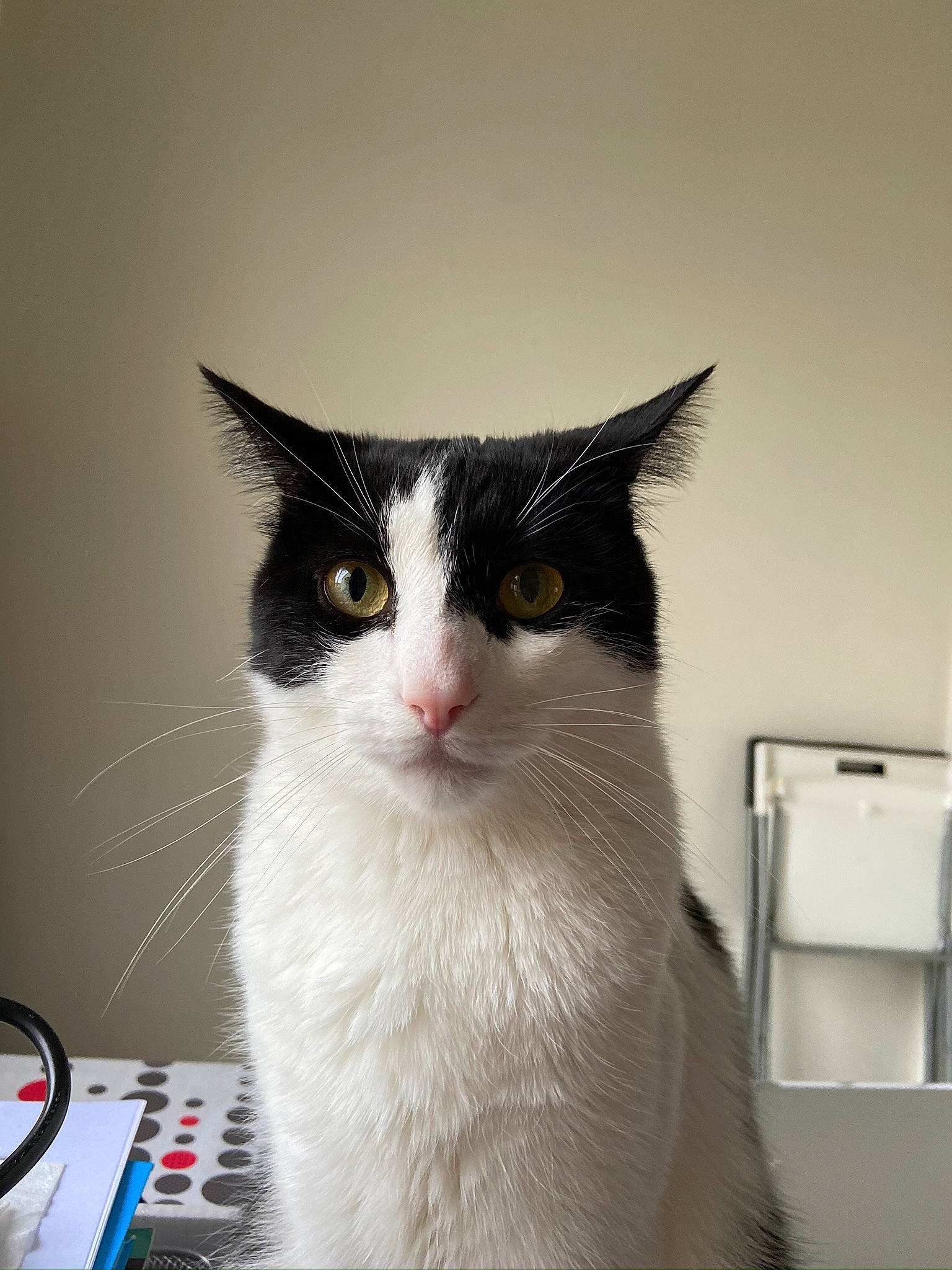 Oslo participe au concours pour gagner de l'argent avec cette photo : aegean_cat, american_wirehair, carnivore, cat, domestic_long_haired_cat, domestic_short_haired_cat, felidae, fur, japanese_bobtail, mammal, small_to_medium_sized_cats, whiskers