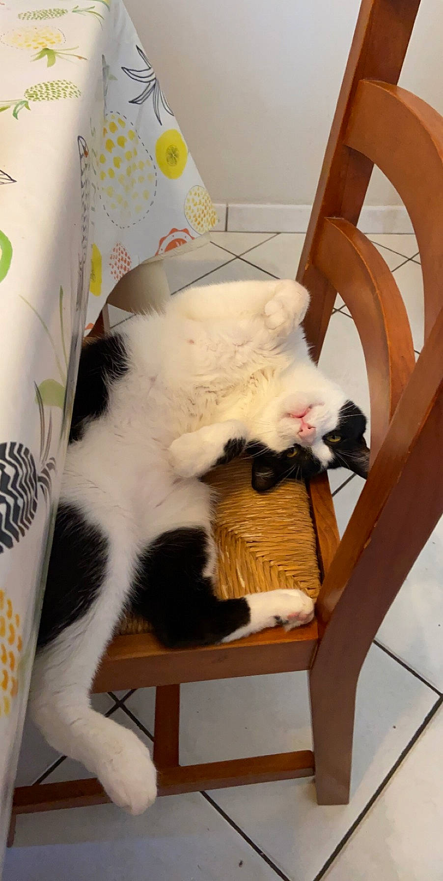 Oslo a rejoint le concours — aidez-le/la à gagner de superbes lots ! carnivore, cat, chair, felidae, japanese_bobtail, small_to_medium_sized_cats, tail, turkish_van, whiskers