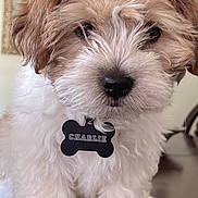 Charlie is registered to the contest to win money with this photo: adorable, animal, brown_and_white, closeup, collar, cute, decor, dog, face, fluffy, fur, home, indoor, name_tag, pet, portrait, puppy, sitting, small_dog, table