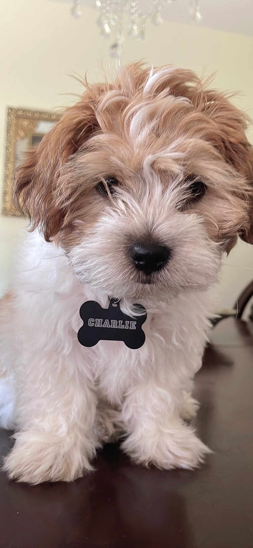 Charlie is registered to the contest to win money with this photo: adorable, animal, brown_and_white, closeup, collar, cute, decor, dog, face, fluffy, fur, home, indoor, name_tag, pet, portrait, puppy, sitting, small_dog, table