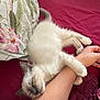 Aston participe au concours pour gagner de l'argent avec cette photo : kitten, cat, sleeping, arm, human, bed, blanket, pillow, fluffy, cute, resting, pet, indoor, closeup, relaxing, comfort, pink, white, animal, cozy