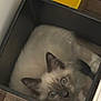 Aston participe au concours pour gagner de l'argent avec cette photo : cat, box, animal, pet, feline, indoor, curious, blue_eyes, fur, whiskers, ears, looking_up, cozy, home, wood_floor, container, resting, cute, small, young