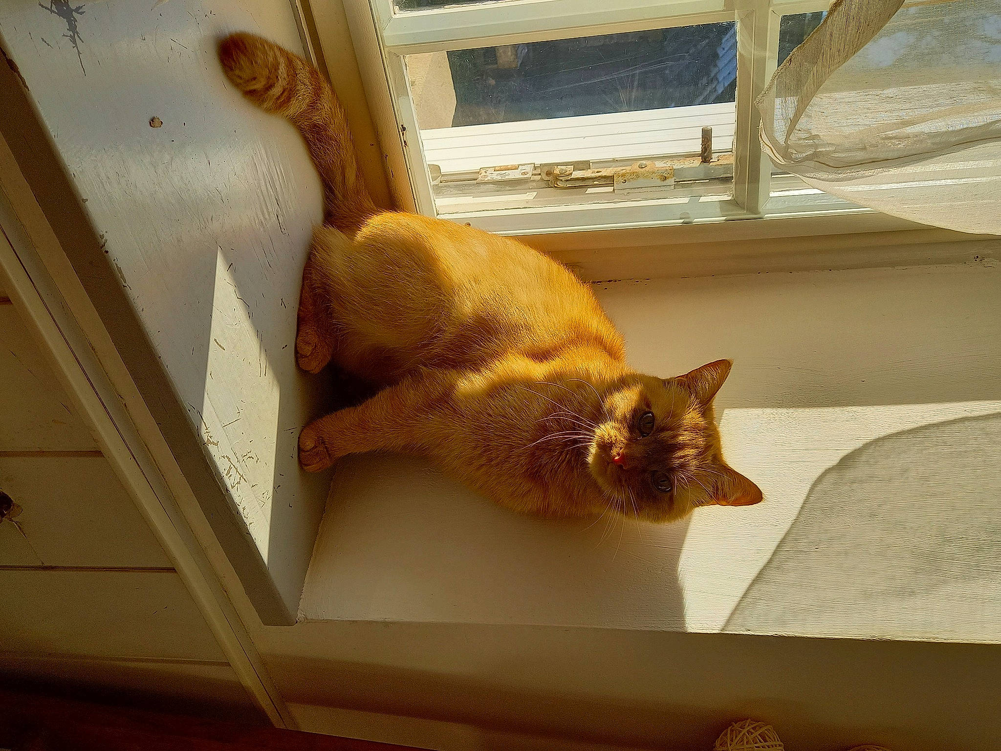 Majorelle participe au concours pour gagner de l'argent avec cette photo : carnivore, cat, cat_supply, comfort, domestic_short_haired_cat, fawn, felidae, flooring, fur, hardwood, linens, paw, plant, room, small_to_medium_sized_cats, tail, whiskers, window, window_covering, wood