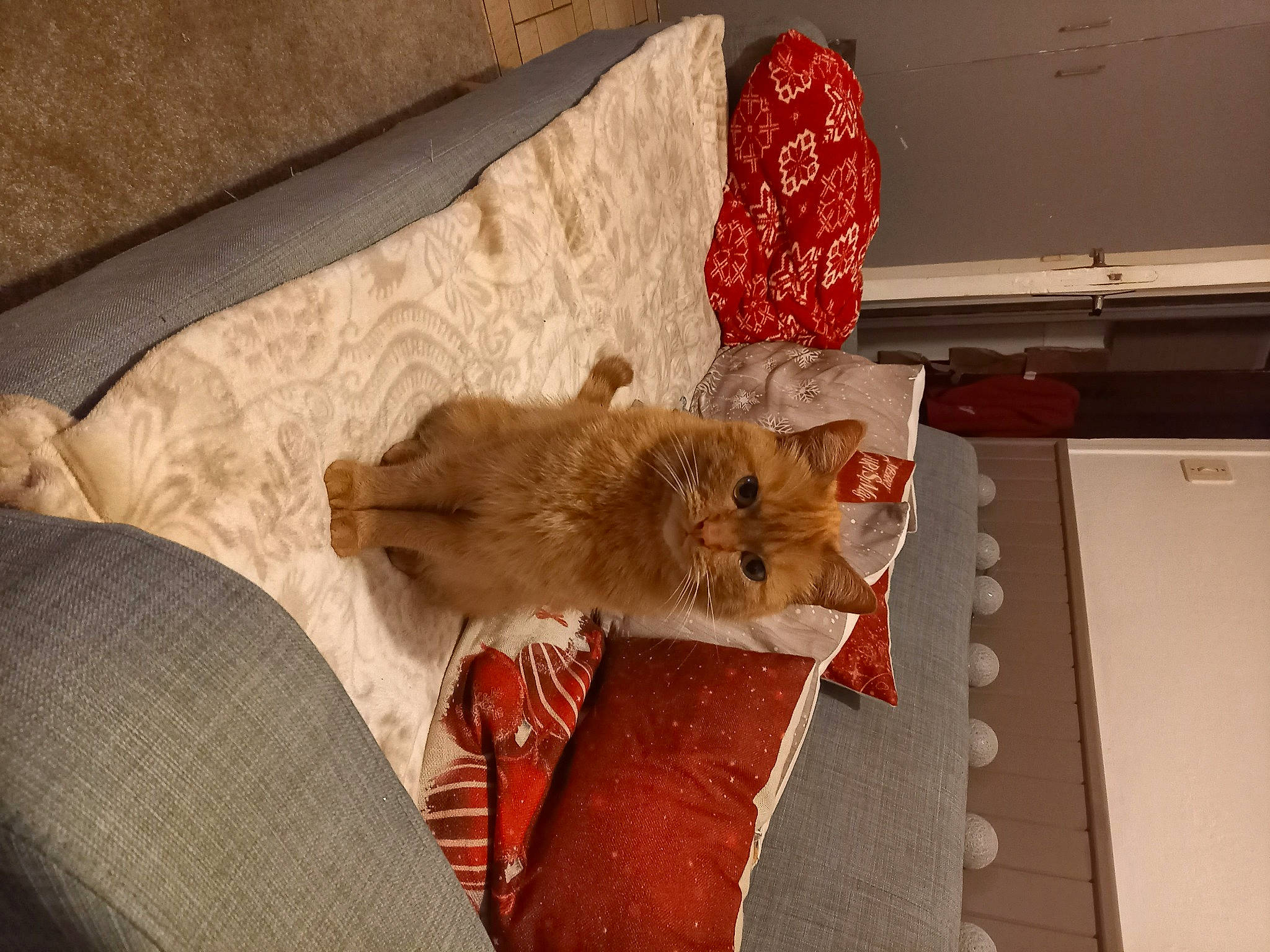 Majorelle a rejoint le concours — aidez-le/la à gagner de superbes lots ! canidae, carnivore, cat, chair, comfort, domestic_short_haired_cat, fawn, felidae, flooring, fur, hardwood, house, human_leg, linens, nap, room, small_to_medium_sized_cats, tail, whiskers, wood