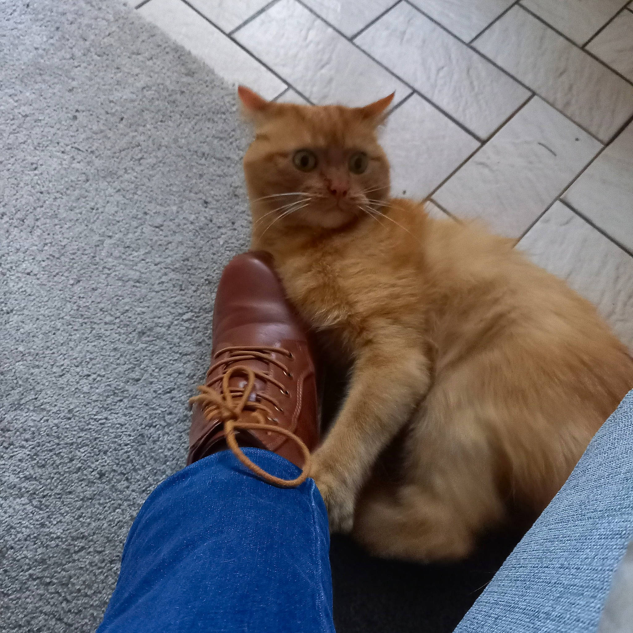 Majorelle a rejoint le concours — aidez-le/la à gagner de superbes lots ! carnivore, cat, comfort, eye, fawn, felidae, flooring, foot, fur, hardwood, human_leg, leg, paw, road_surface, sitting, small_to_medium_sized_cats, snout, tail, whiskers, wood