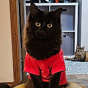 Peanut is registered to the contest to win money with this photo: black_cat, tabby_cat, cat, indoor, red_tshirt, furniture, rug, floor, wood_floor, curious, pet, animal, stool, relaxed, looking_at_camera, home, cozy, two_cats, seated, domestic
