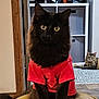 black_cat, tabby_cat, cat, indoor, red_tshirt, furniture, rug, floor, wood_floor, curious, pet, animal, stool, relaxed, looking_at_camera, home, cozy, two_cats, seated, domestic
