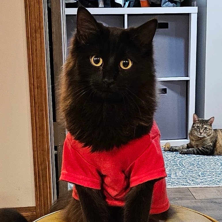 Peanut is registered to the contest to win money with this photo: animal, black_cat, cat, cozy, curious, domestic, floor, furniture, home, indoor, looking_at_camera, pet, red_tshirt, relaxed, rug, seated, stool, tabby_cat, two_cats, wood_floor