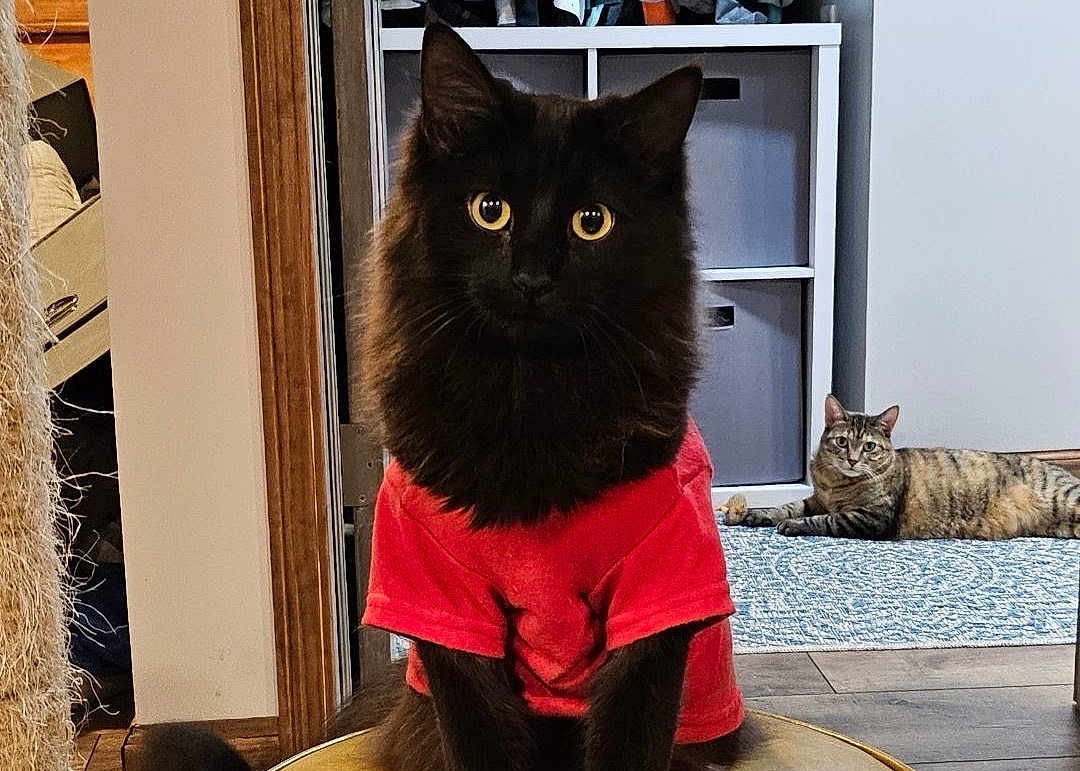 Peanut is registered to the contest to win money with this photo: black_cat, tabby_cat, cat, indoor, red_tshirt, furniture, rug, floor, wood_floor, curious, pet, animal, stool, relaxed, looking_at_camera, home, cozy, two_cats, seated, domestic