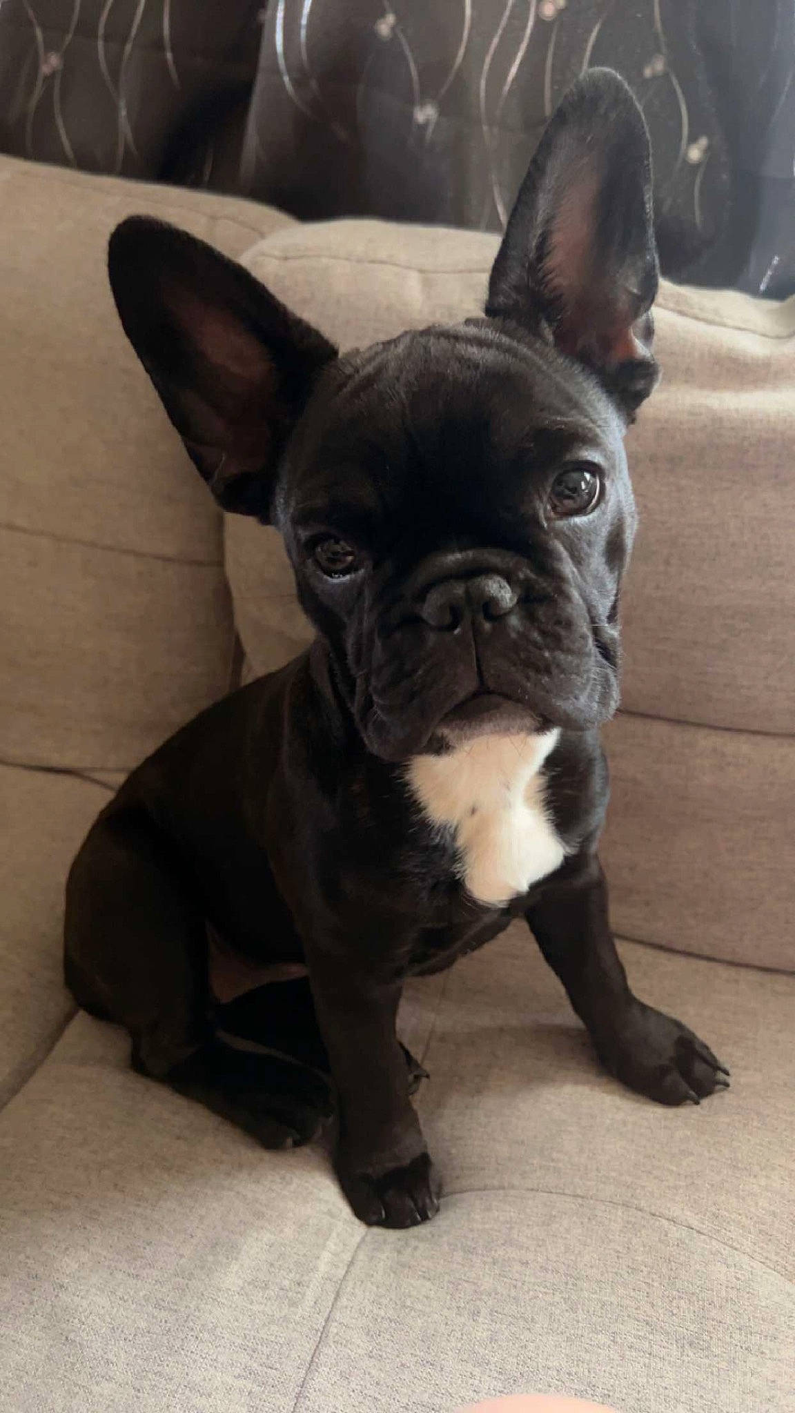Milli May is registered to the contest to win money with this photo: bulldog, canidae, carnivore, collar, companion_dog, dog, dog_breed, dog_collar, ear, fawn, french_bulldog, head, non_sporting_group, snout, sporting_group, terrestrial_animal, toy_dog, whiskers, working_animal, wrinkle