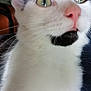 Miko participe au concours pour gagner de l'argent avec cette photo : cat, close_up, green_eyes, pink_nose, black_patch, whiskers, fur, pet, animal, curious, face, indoor, cute, mammal, feline, nose, mouth, white_fur, black_and_white, portrait