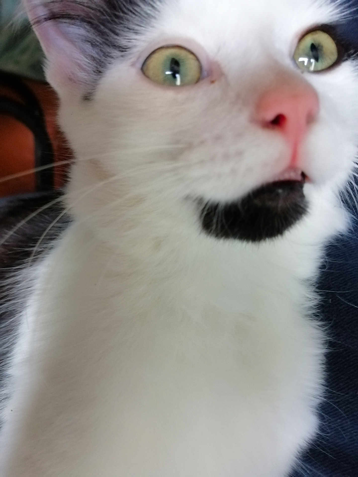 Miko