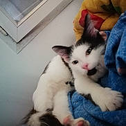 Miko a rejoint le concours — aidez-le/la à gagner de superbes lots ! kitten, cat, black_and_white, pet, indoor, window, blanket, cushion, relaxing, paw, fur, cute, animal, young, cozy, resting, looking, curious, soft, home