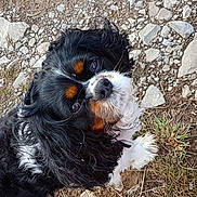 Spyke a rejoint le concours — aidez-le/la à gagner de superbes lots ! dog, outdoor, animal, pet, grass, rocks, fur, black_fur, white_fur, brown_fur, cute, looking_up, close_up, portrait, nature, canine, friendly, adorable, companion, curious