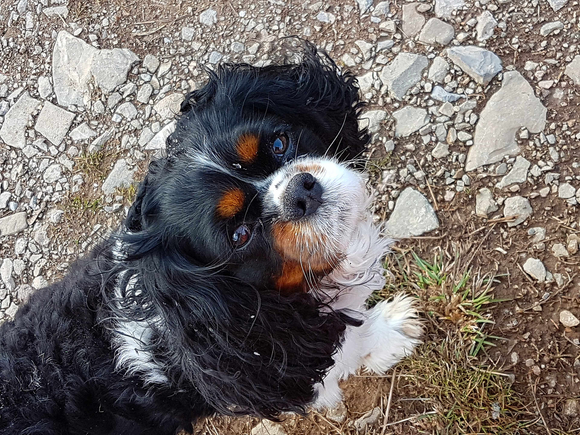 Spyke a rejoint le concours — aidez-le/la à gagner de superbes lots ! dog, outdoor, animal, pet, grass, rocks, fur, black_fur, white_fur, brown_fur, cute, looking_up, close_up, portrait, nature, canine, friendly, adorable, companion, curious