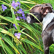 Luna joined the competition — help win amazing prizes! dog, flower, purple_flower, grass, greenery, nature, outdoors, pet, sniffing, curious, leaf, plant, canine, animal, summer, garden, closeup, side_view, black_and_white, daylight